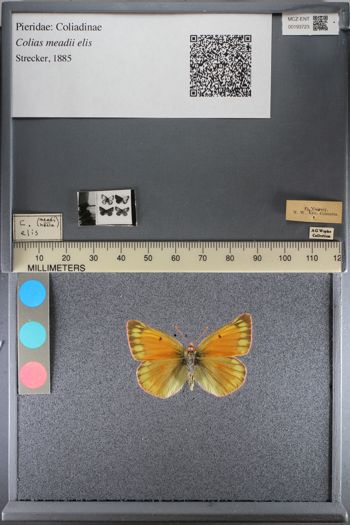 Media type: image;   Entomology 193723
